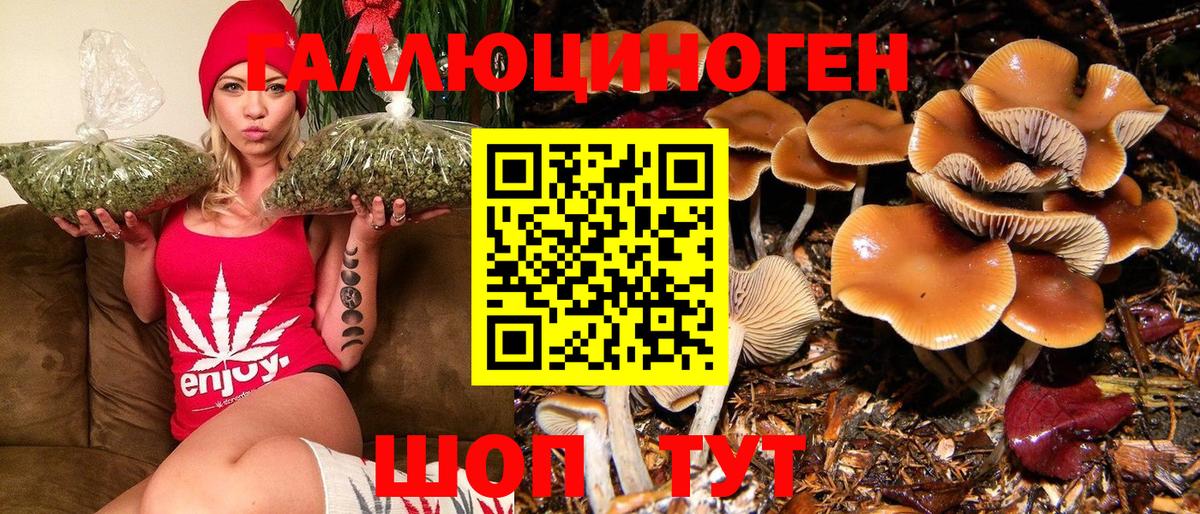 Псилоцибиновые грибы Psilocybe Вязники